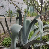 گل آگاو سبز وابلق|گل و گیاه طبیعی|ساری, |دیوار