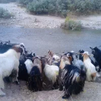 تعدادی ساورین