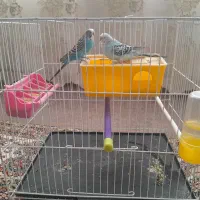 مرغ عشق|پرنده|تربت‌حیدریه, پایانه مسافربری تربت حیدریه|دیوار