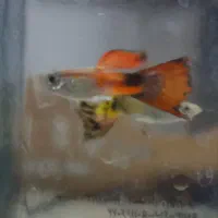 فروش ماهی گوپی و بچه ماهی گوپی زیر قیمت|ماهی|یزد, |دیوار