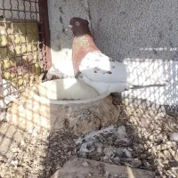 دو کله نر فروشی