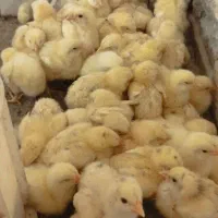 جوجه گوشتی 1 روزه