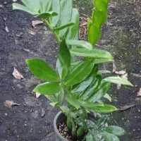 فروش گل‌های آپارتمانی قیمت توافقی|گل و گیاه طبیعی|ساری, |دیوار