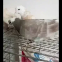 پرنده|پرنده|گنبد کاووس, |دیوار