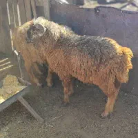 یه جفت بره نر سبک