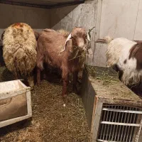 بزغاله|حیوانات مزرعه|کرمانشاه, |دیوار