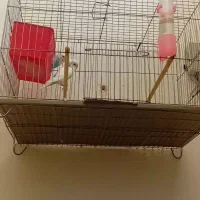 دوعدد مرغ عشق
