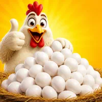 پخش تخم مرغ  عمده. کیلو 243 ارسال رایگان