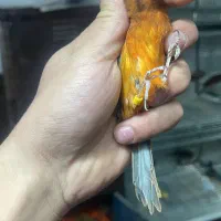 قناری نر سوخته سرخ شلاقی