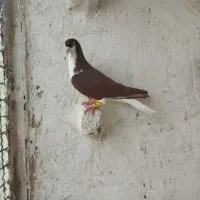 خوشرنگ چپ