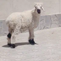 برهنر|حیوانات مزرعه|زابل, |دیوار