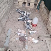 کبوترتهرونی وکاشونی|پرنده|برخوار, |دیوار