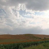یونجه