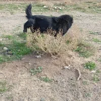 واگذاری سگ|سگ|تربت جام, جامرود|دیوار