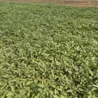 کود کلروپتاس