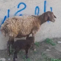 میش زایید جوان