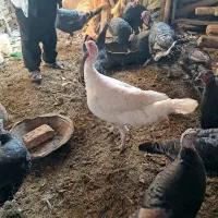 بوقلمون فروشی|حیوانات مزرعه|شیروان (خراسان), |دیوار