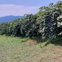 فروش باغ کیوی استثنایی