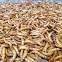 میلورم سرشار از پروتئین مرغ و جوجه