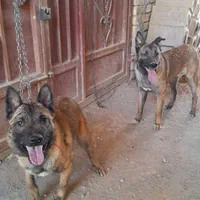 فروش سگ مالینویز دوعدد نر|سگ|مبارکه, |دیوار