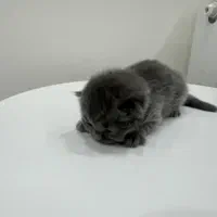 بچه گربه اسکاتیش بلو|گربه|ارومیه, |دیوار