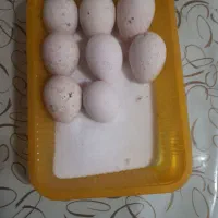 تخم نطفه دار بقلمون