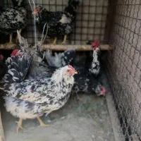 تخم نطفه دار گلین