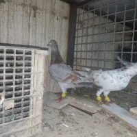 هفترنگ خطی|پرنده|محمدیه-قزوین, |دیوار