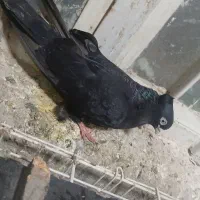 گمشده