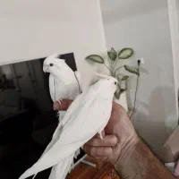 نرو ماده فوقلاده خواص