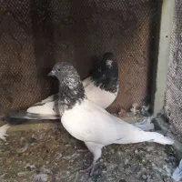 کبوتر کاشونی وسرخ ساتن طوقی