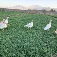 بوقلمون محلی|حیوانات مزرعه|بیستون, |دیوار