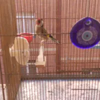 سره|پرنده|ساوه, |دیوار