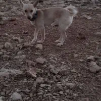 سگ پاکوتاه|سگ|دیواندره, |دیوار