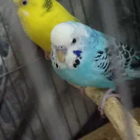 مرغ عشق|پرنده|قم, شهرک مهدیه (مدرس)|دیوار