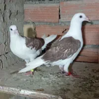 کبوتر|پرنده|گنبد کاووس, |دیوار