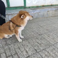 سگ تول|سگ|ملایر, |دیوار