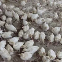 فروش جوجه بوقلمون بیوتی 6 اصل