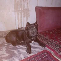 کنکورسو بالغ جوان