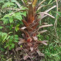 گل گیاه|گل و گیاه طبیعی|واجارگاه, |دیوار