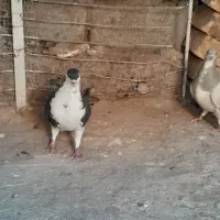 کبوتر|پرنده|رفسنجان, |دیوار