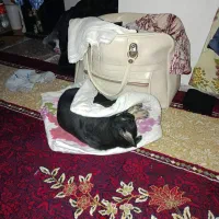 توله سگ ژرمن وورک 4 ماهه نر فی 5 ت م ن|سگ|چهاردانگه (تهران), |دیوار