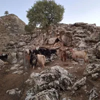 سلام ۲۰ راس بز آبستن جوان|حیوانات مزرعه|زرین آباد, |دیوار