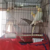 عرو س هلندی