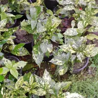 گل شلفرا،آکوبا|گل و گیاه طبیعی|رودسر, |دیوار