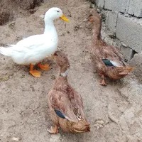 اردک محلی ماده