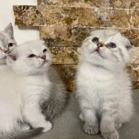 گربه