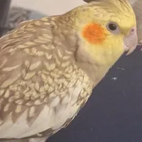 گمشده عروس هلندی گل باقالی
