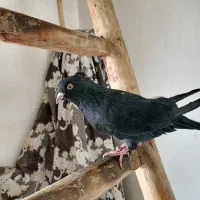 کلاغ سیاه یه کت سفید|پرنده|شاندیز, |دیوار