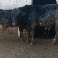 گاو|حیوانات مزرعه|سیدآباد, |دیوار